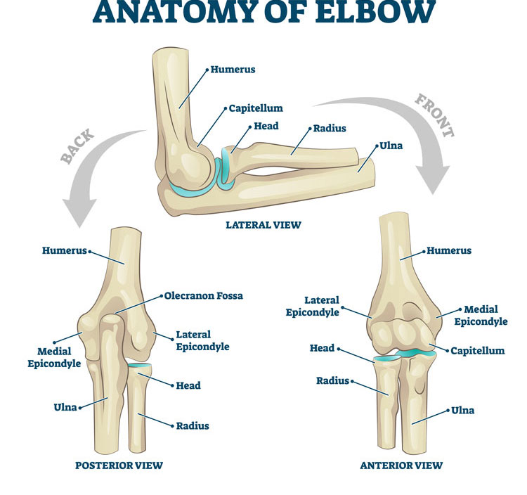 Anatomy-of-Elbow