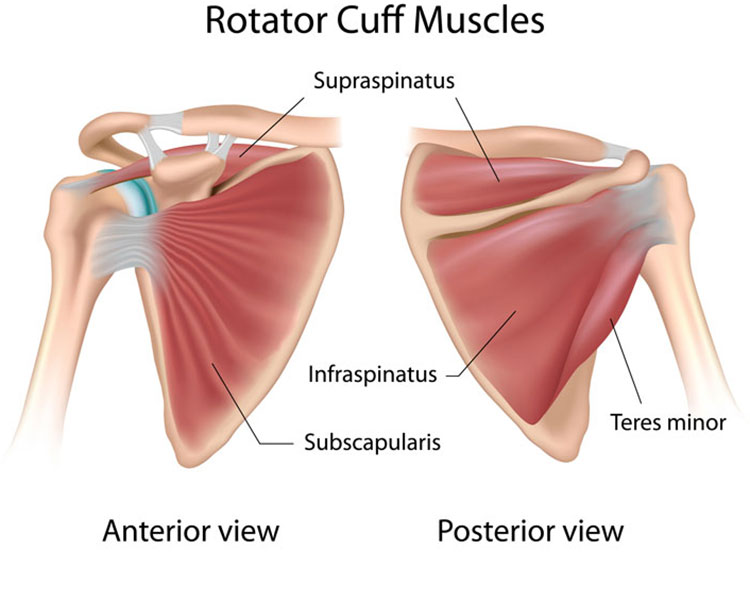 Rotator-Cuff-Muscles